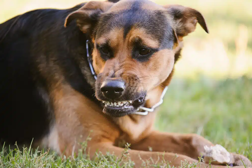 Brown and black dog snarling on lawn