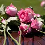 Close up Pink Roses on top of Casket